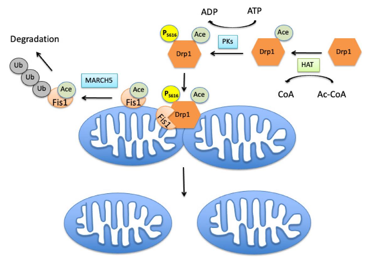 Mitochondrial Protein Acetylation in Cellular Function and Disease