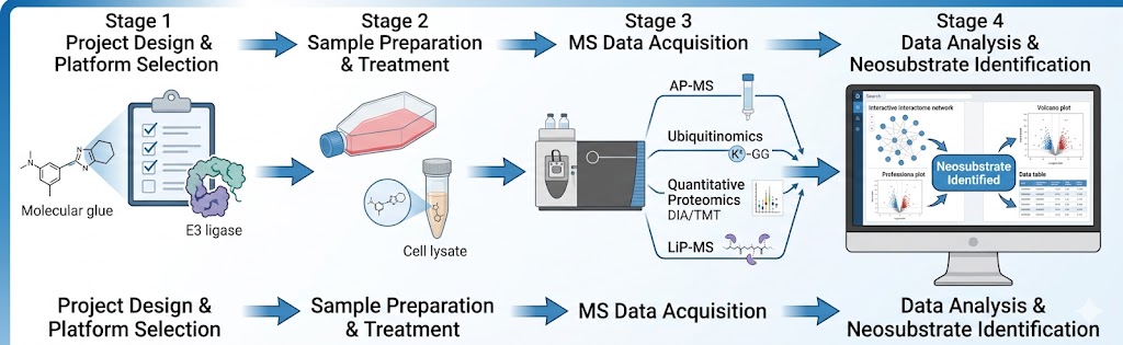 Molecular glue target identification workflow: project design and platform selection, sample preparation with molecular glue treatment across a concentration series, MS data acquisition across AP-MS/ubiquitinomics/quantitative proteomics/LiP-MS platforms, and integrated data analysis with neosubstrate identification and degradation mechanism characterisation.