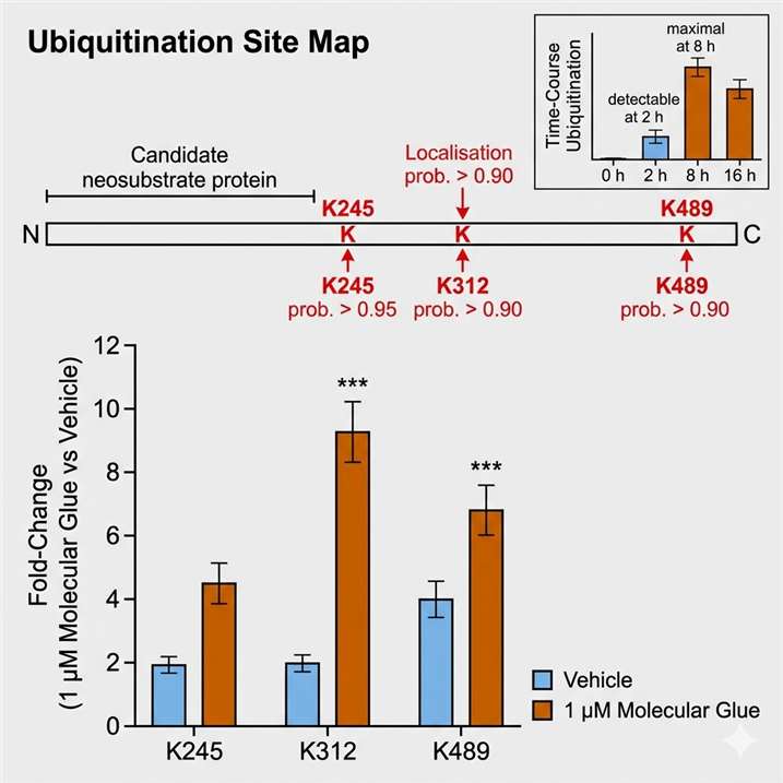 Ubiquitinomics bar chart showing K-epsilon-GG peptide enrichment from molecular glue-treated versus vehicle-treated cells, confirming site-specific ubiquitination of the candidate neosubstrate at three lysine residues (K245, K312, K489) with localisation probabilities above 0.90, time course from 2 to 24 hours.
