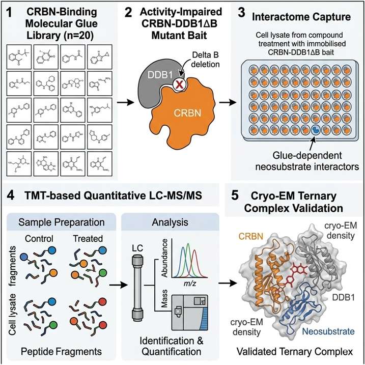 Case study workflow diagram from the Baek et al. 2025 study (Nat Commun 2025, DOI: 10.1038/s41467-025-62099-w), showing the high-throughput AP-MS chemoproteomics workflow using activity-impaired CRBN-DDB1 Delta B mutant for unbiased identification of molecular glue-induced neosubstrates, with TMT-based quantification, cryo-EM validation, and cellular degradation profiling.