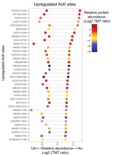 Acetylation modification site analysis
