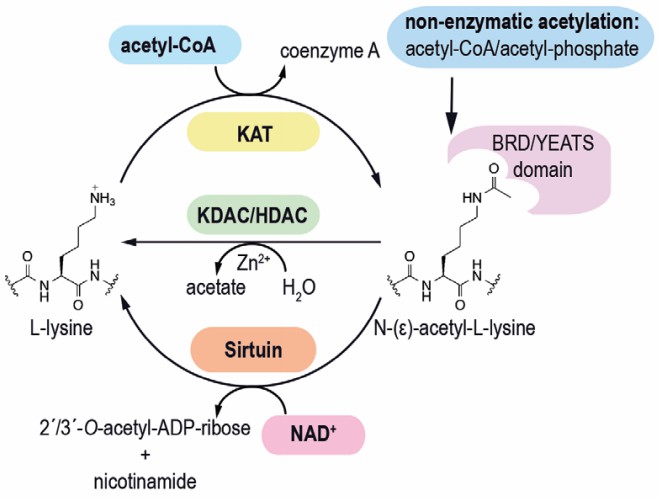 Molecular Regulation Involving Acetylation and Application Cases