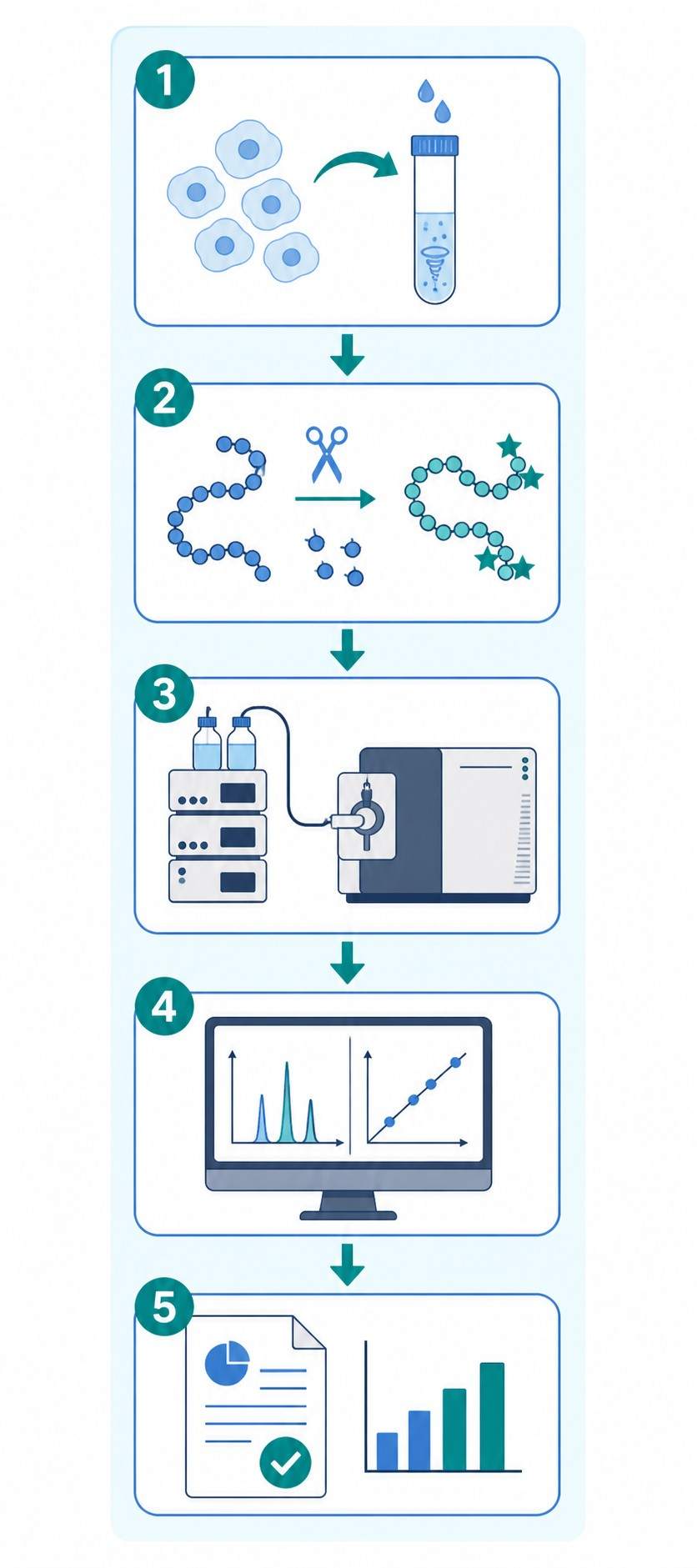 MS-based apoptosis marker quantification workflow diagram showing five steps from sample preparation through LC-MS/MS acquisition and data reporting.