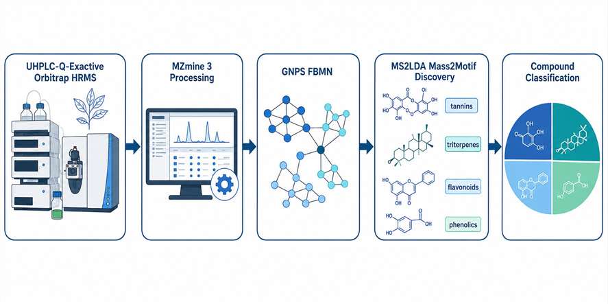 MS2LDA case study workflow diagram showing UHPLC-MS analysis, FBMN, and MS2LDA Mass2Motif discovery pipeline