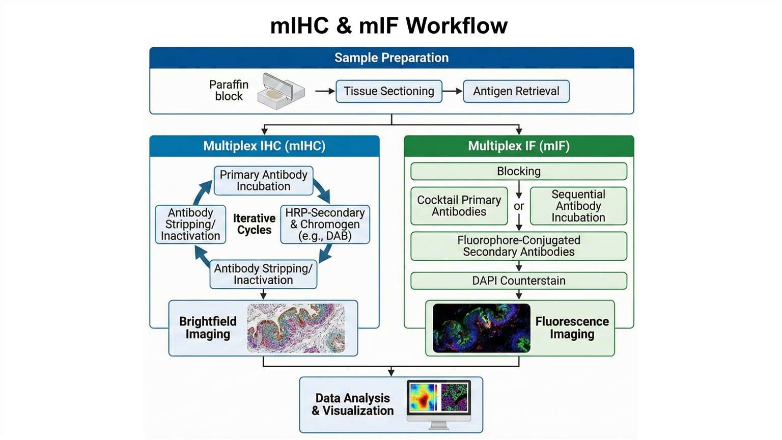 mIHC&mIF workflow
