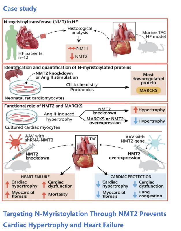 Myristoylation case study