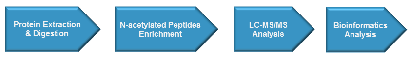 N-acetylation Analysis Service