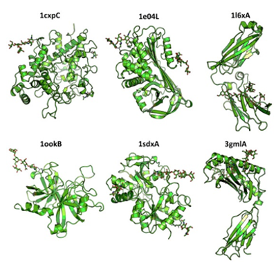 N-glycans Analysis Service