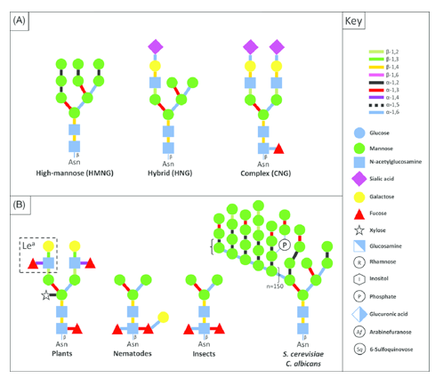 N-glycans Analysis Service