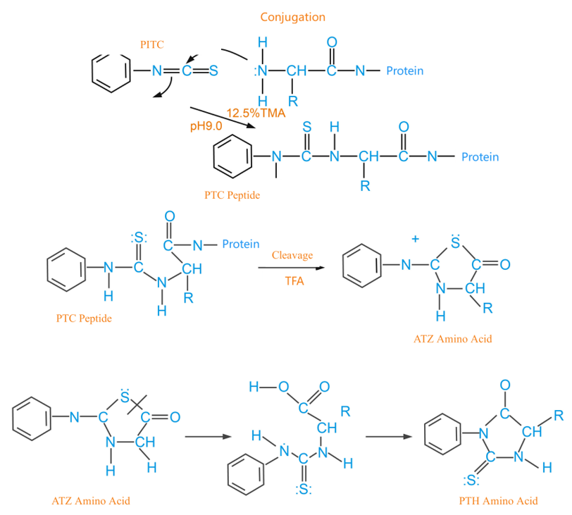 Protein n-terminal Edman sequencing services