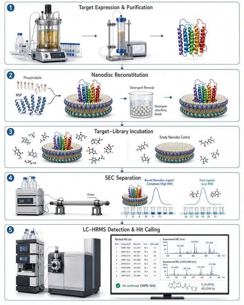 Five-step nanodisc MS binding workflow diagram: expression, nanodisc reconstitution, incubation, SEC separation, LC-HRMS detection.