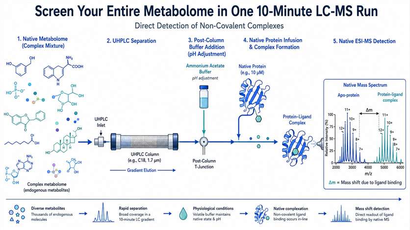 Native metabolomics workflow for ligand discovery with LC-MS and native ESI-MS detection