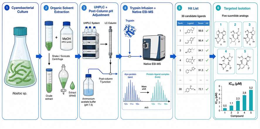 Native metabolomics case study workflow for suomilide analog discovery from cyanobacterial extracts
