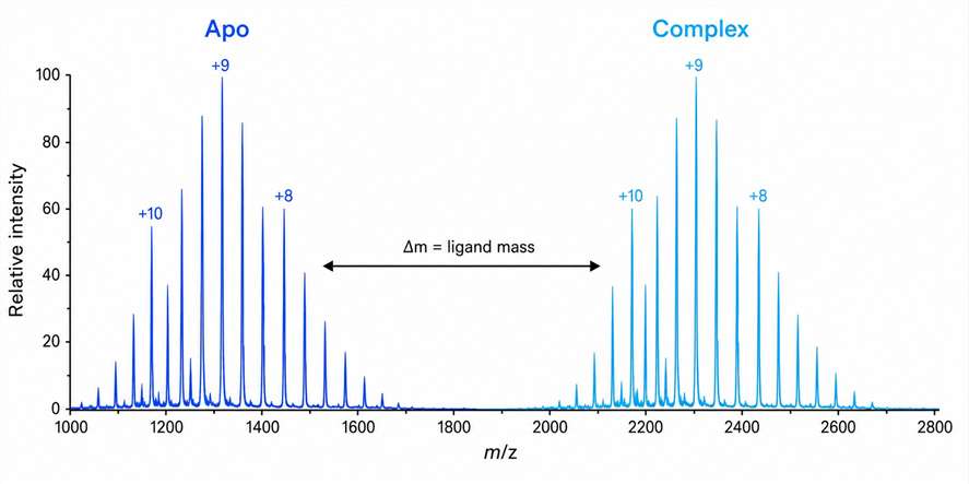 Native mass spectrum showing apo-protein and protein-ligand complex charge state envelopes with mass shift annotation