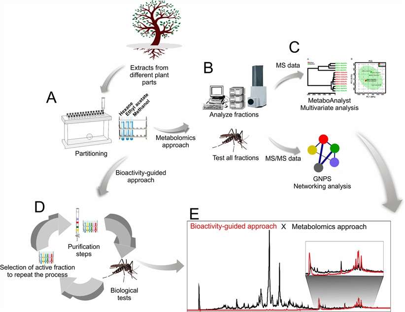 Comparative workflow diagram from Demarque et al. 2020 (Sci Rep, Fig. 5) illustrating traditional bioassay-guided fractionation versus MS-based metabolomics approach for natural product discovery.