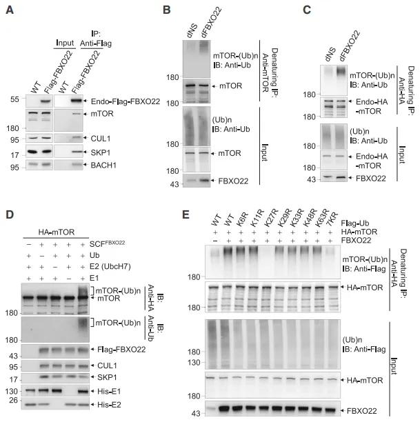 Novel Amino Acid Sensing Mechanism Modulates mTORC1 Activity