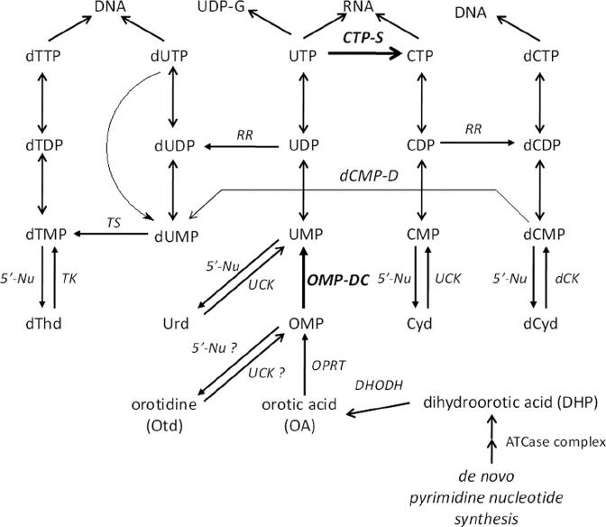 Nucleosides: Structure, Metabolism, Functions, and Analytical Techniques