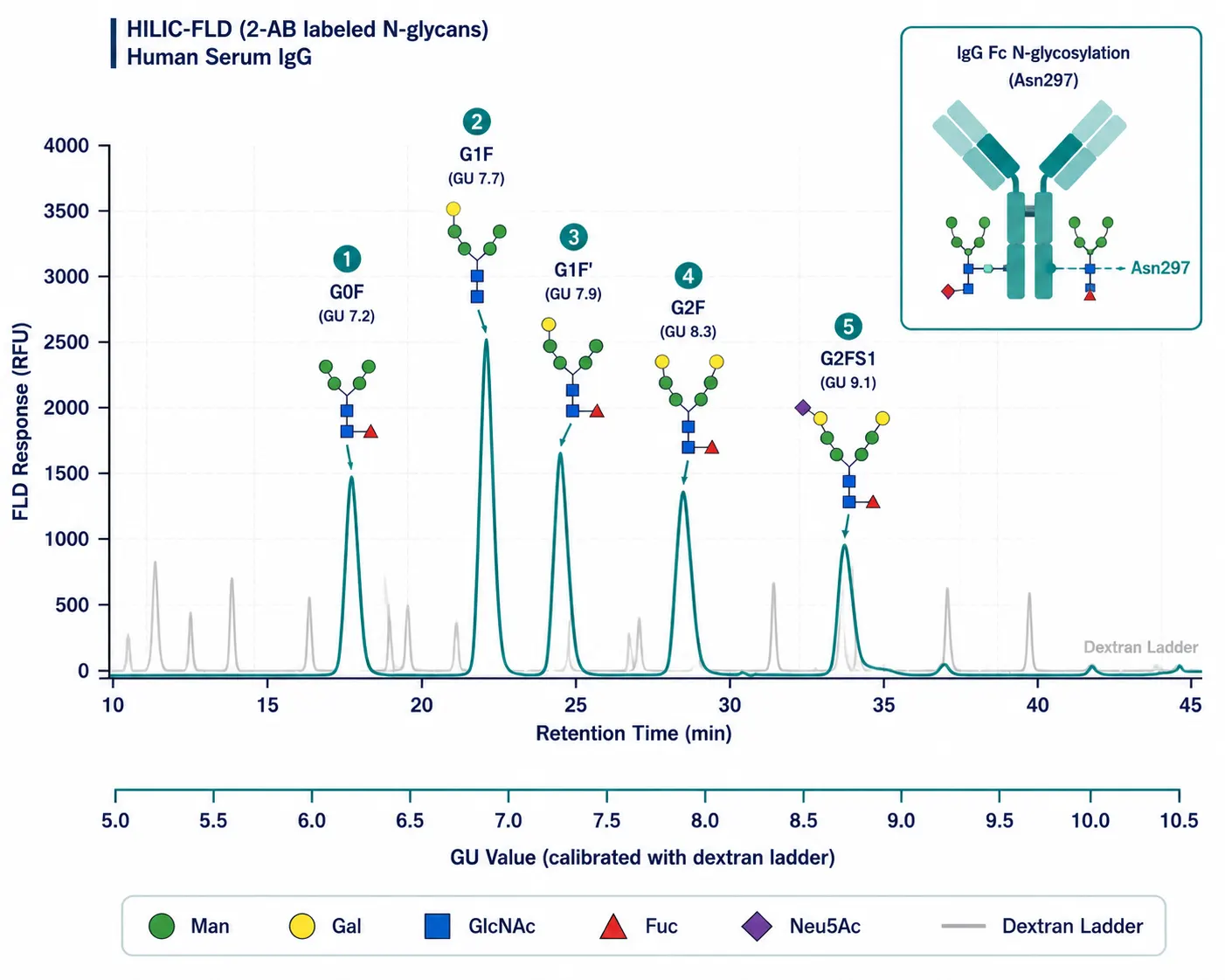 Representative GU-calibrated HILIC-FLD profile of 2-AB-labeled N-glycans released from human serum IgG, with major peaks annotated by GU value and proposed structure