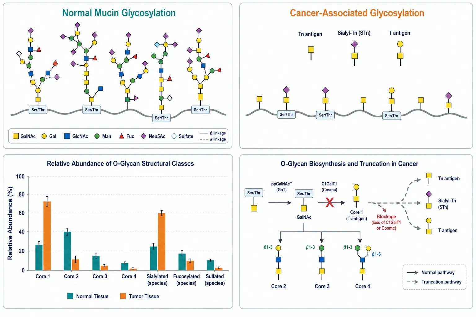 Comparative panel of mucin O-glycan profiles in normal vs cancer tissue — showing accumulation of truncated Tn and STn antigens, altered sialylation patterns, and reduced core diversity in tumor-associated mucins