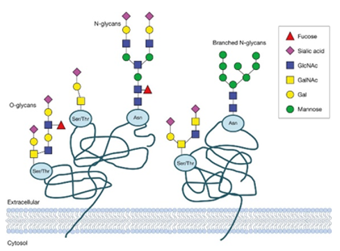 O-glycan Sites Occupation Analysis Service