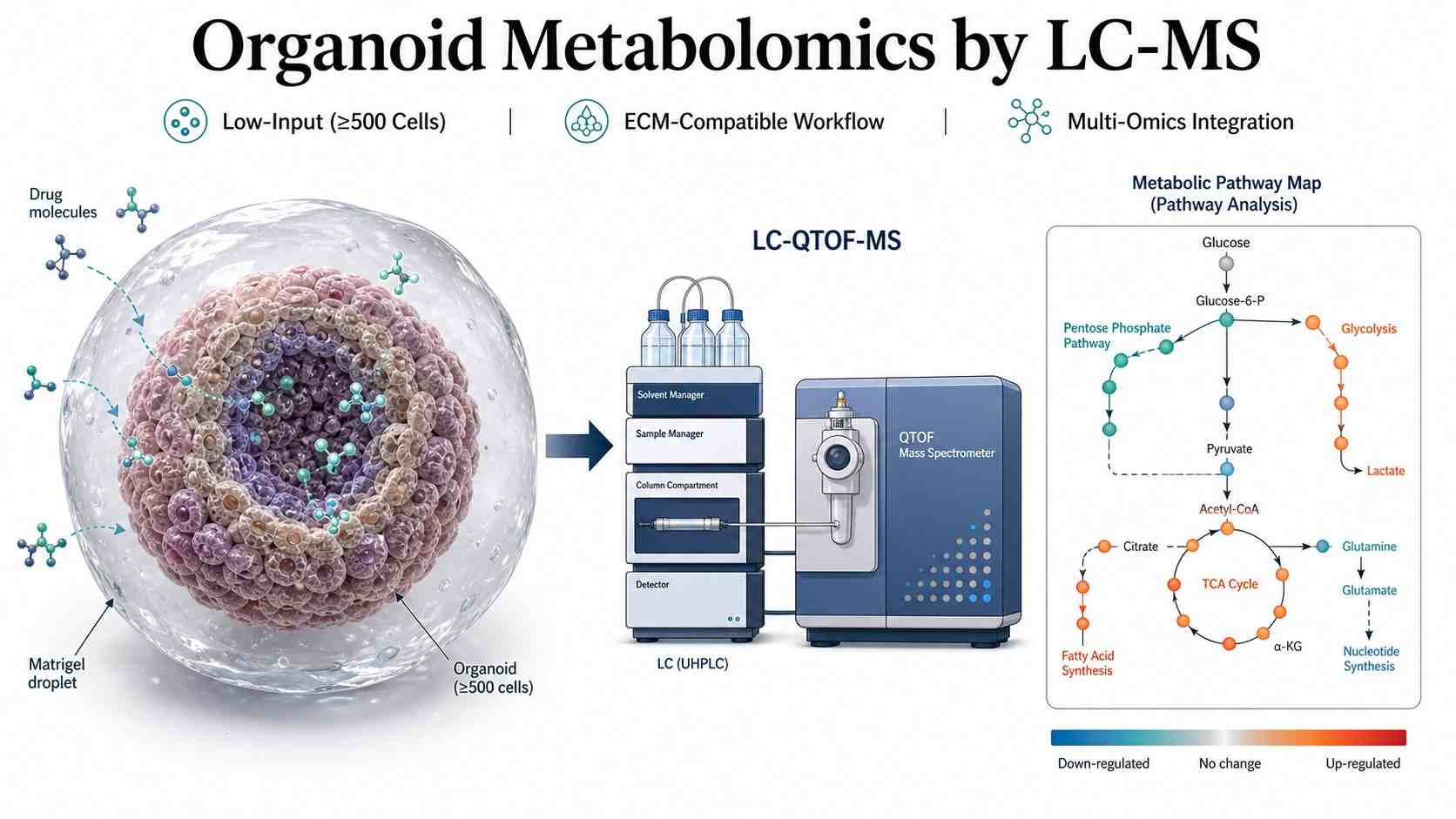 Organoid Metabolomics platform diagram featuring 3D organoid structure, LC-MS analysis, and metabolic pathway map with drug-response readout.