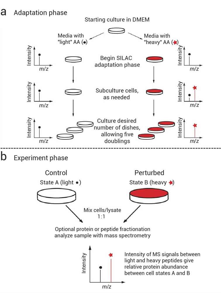 Overview of SILAC Technology for Quantitative Proteomics