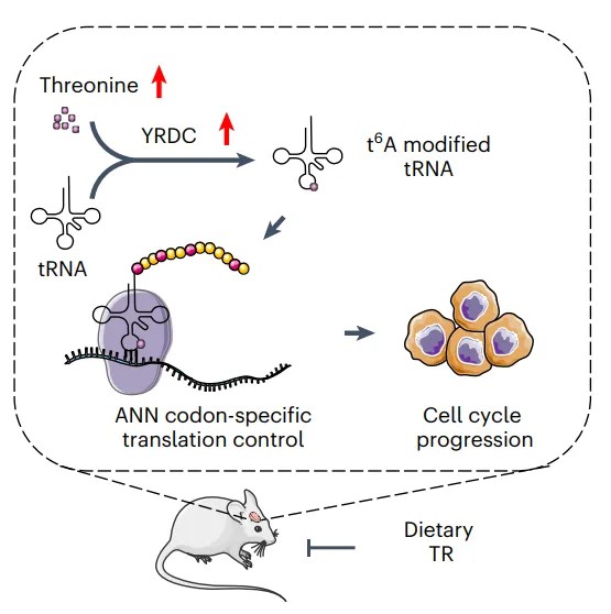 Threonine is modified by t6A tRNA mediated by YRDC.