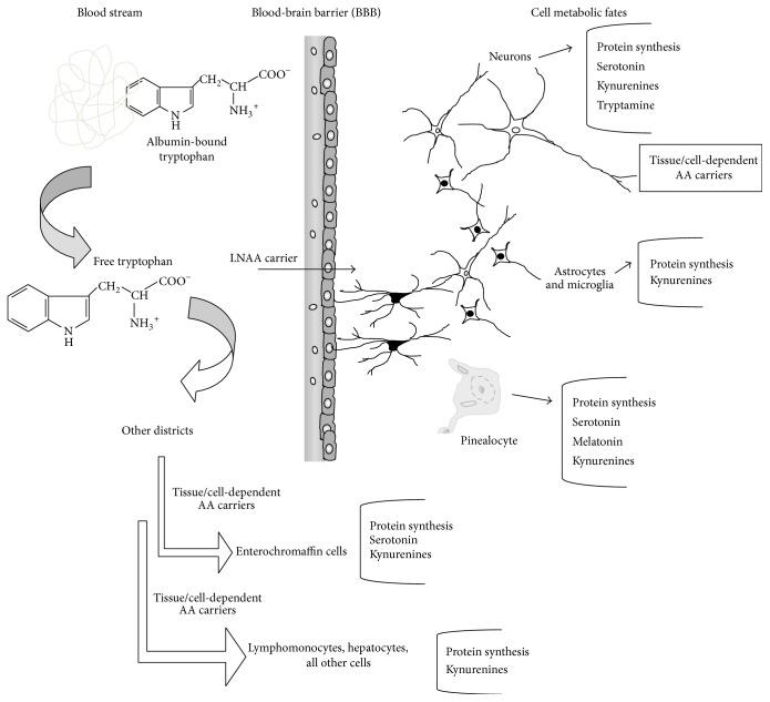 Overview of Tryptophan Metabolism