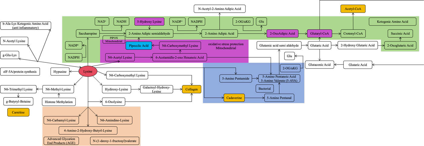 Decomposition and synthesis of tryptophan.