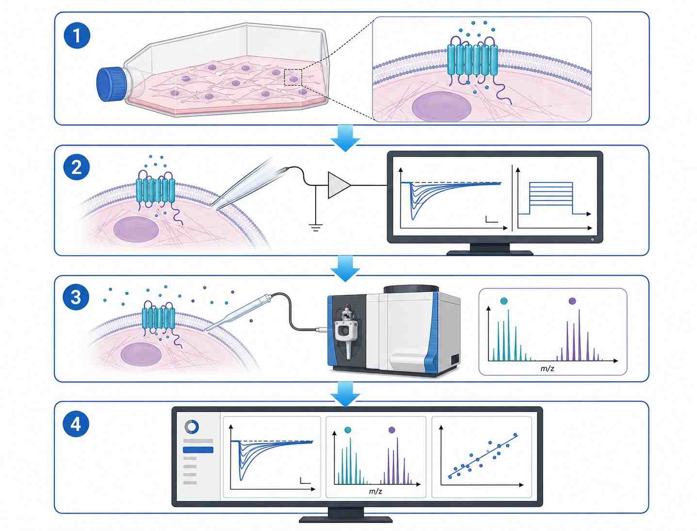 Patch-Clamp MS Coupling service workflow diagram showing four steps from cell preparation through patch-clamp recording, MS analysis, and data integration.