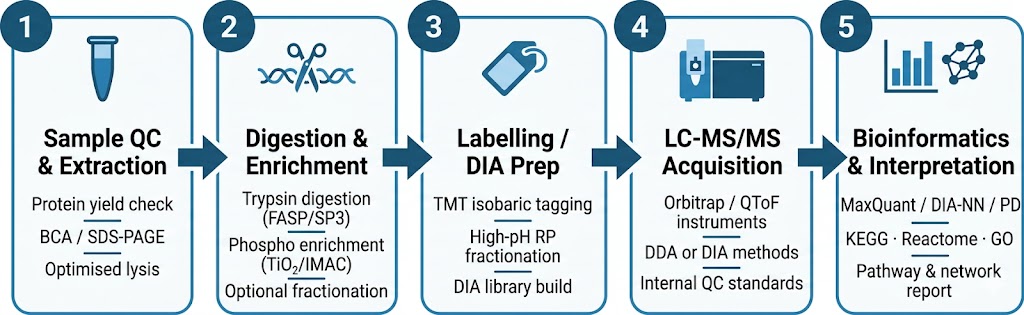 Pharmaco-proteomics workflow: sample QC and extraction, enzymatic digestion, TMT labelling or DIA setup, LC-MS/MS acquisition, bioinformatics and pathway analysis.