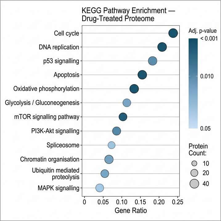 KEGG pathway enrichment dot plot showing enriched pathways in drug-treated samples, with dot size representing gene count and dot colour representing adjusted p-value significance.