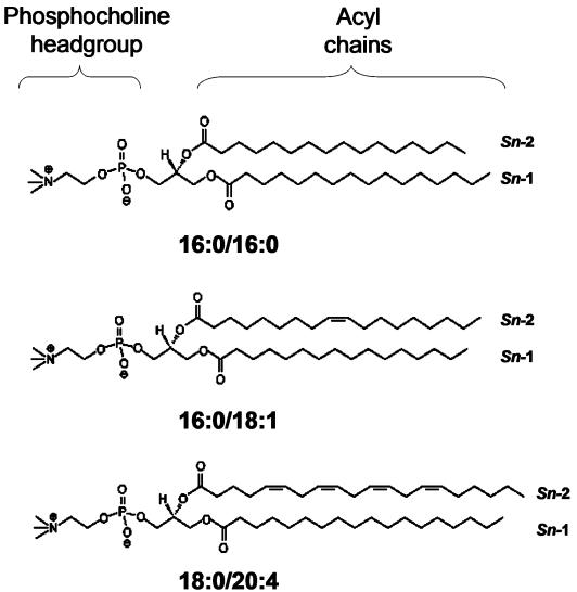 Phosphatidylcholine: Composition, Functions, Techniques, and Applications