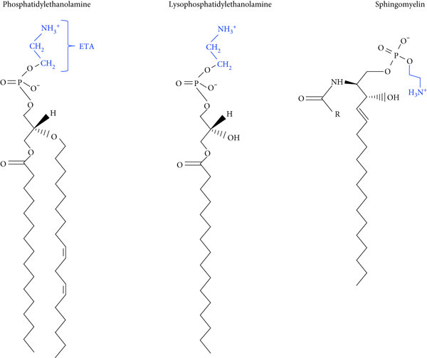 Phosphatidylethanolamine: Structure, Functions, and Metabolism