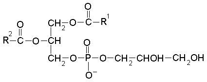 Phosphatidylglycerol: Structure, Functions, and Analysis