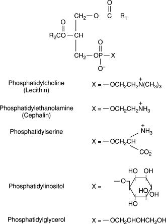 Fosfolipid yapısı