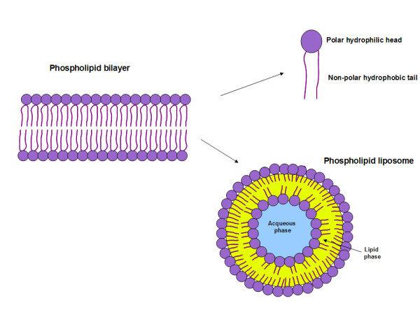 Hidrofobik polar olmayan kuyruklar ve hidrofilik kutup başlarından oluşan fosfolipid çift katmanı