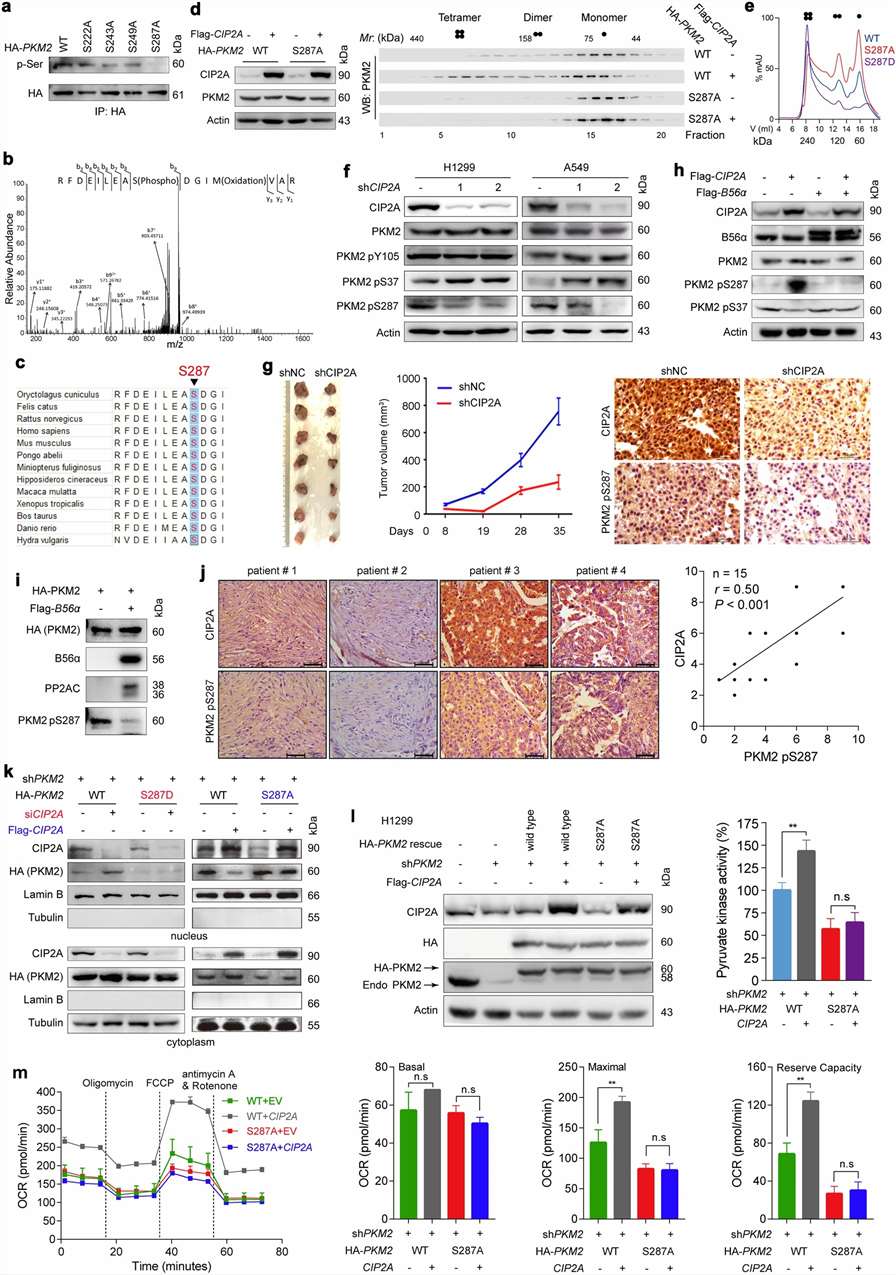 PKM2 S287 phosphorylation activation mapping in non-small cell lung cancer.