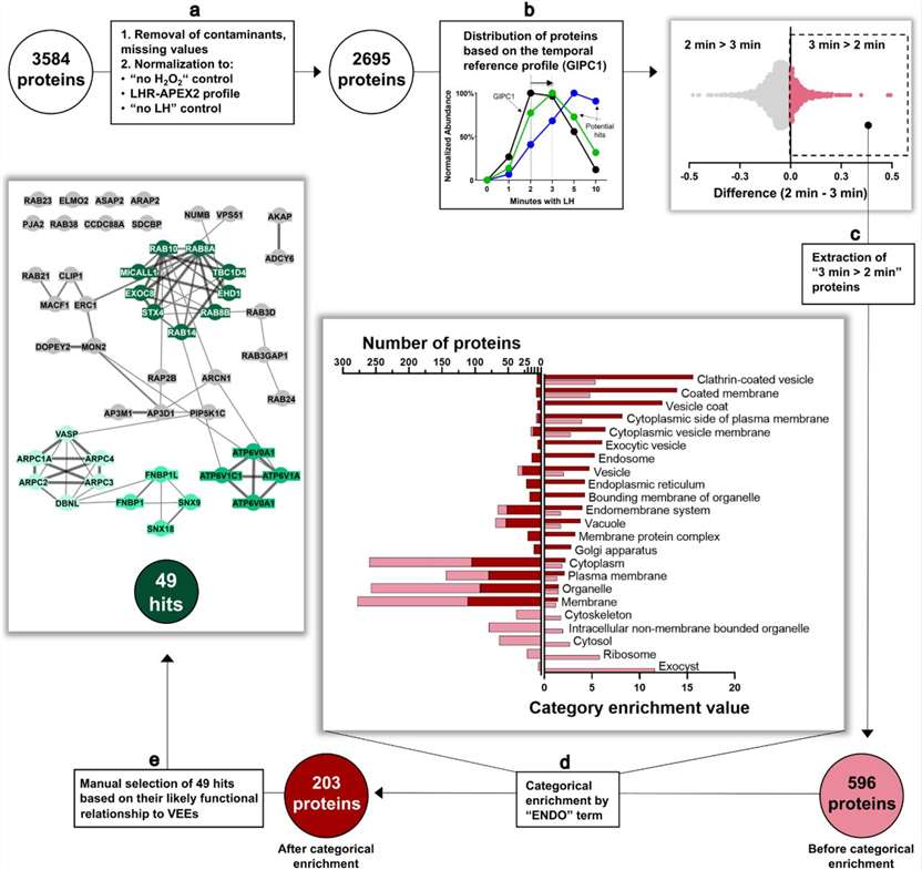 APEX2 GPCR interactome spatiotemporal mapping plasma membrane