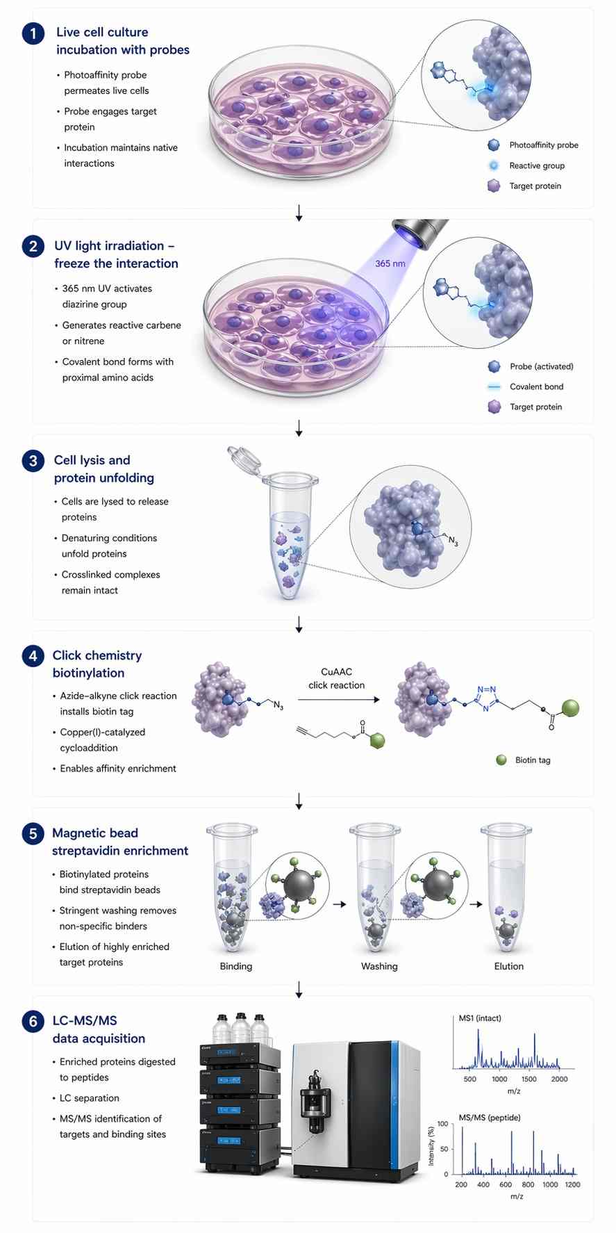 A longitudinal scientific flowchart in Nature journal style showing: Live cell incubation, UV irradiation, Cell lysis, Click chemistry biotinylation, Streptavidin enrichment, and LC-MS/MS.