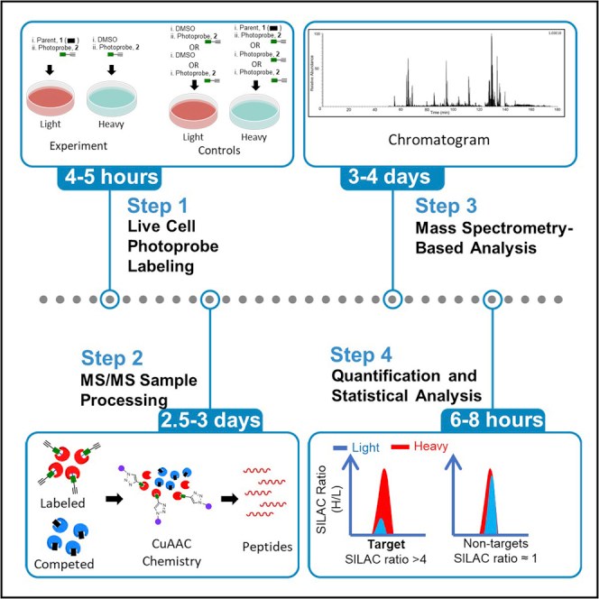 Figure 1 from PMC8209655 showing the protocol for clickable photoaffinity labeling and target deconvolution.