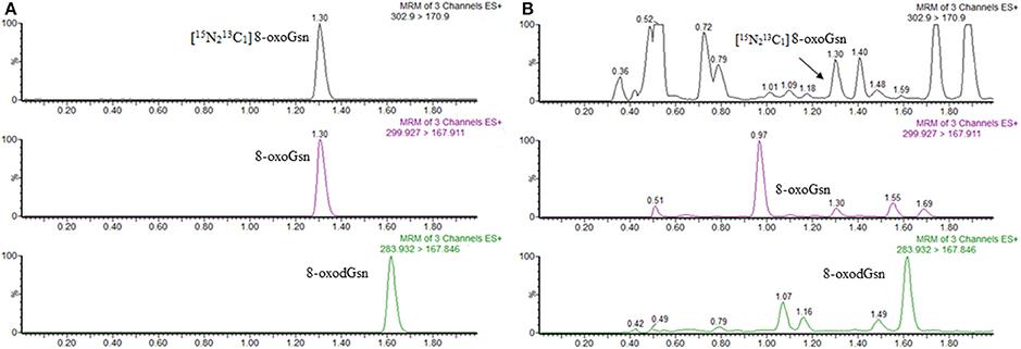UPLC-MS/MS chromatograms of 8-oxoGsn and 8-oxodGsn