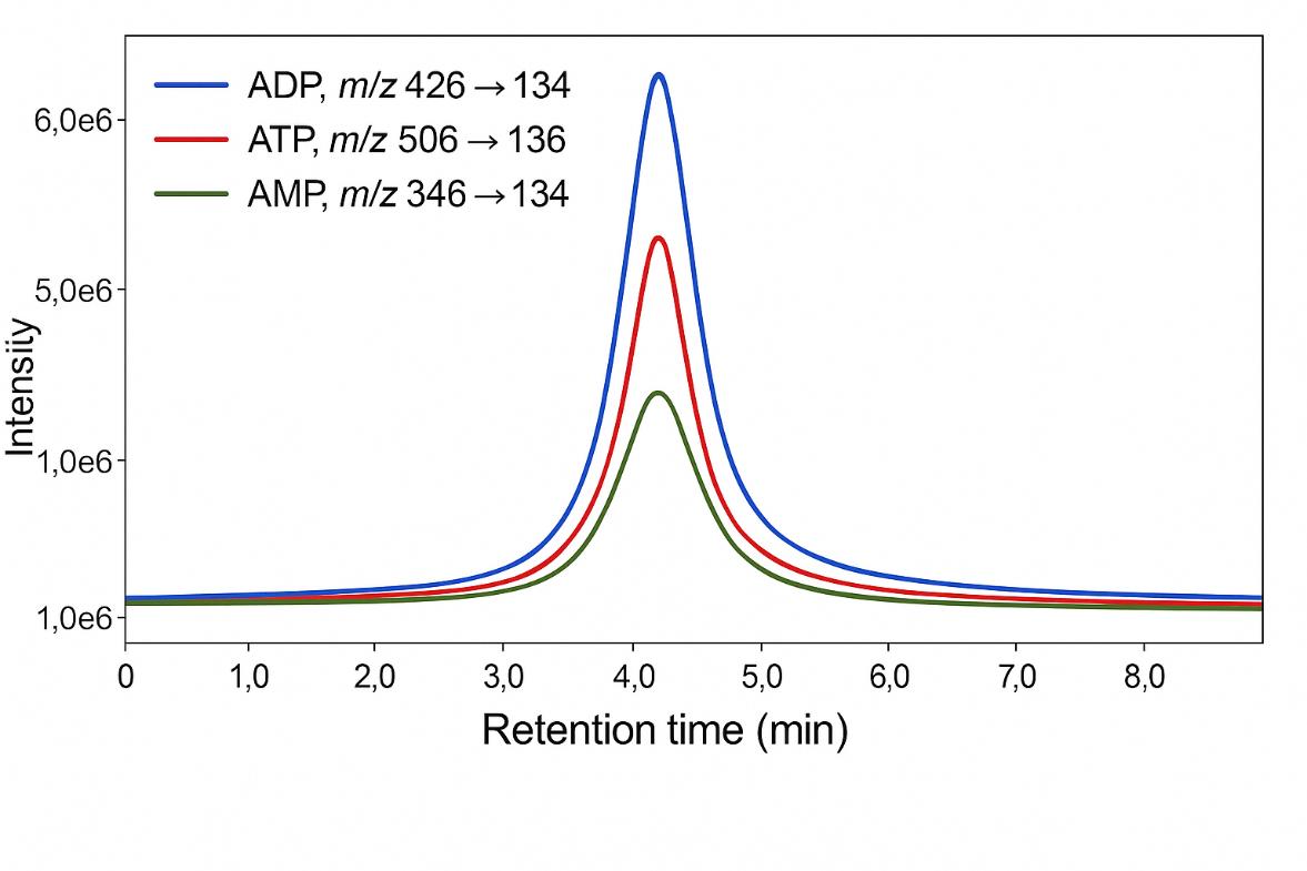 ：LC-MS/MS chromatogram of ADP, ATP, and AMP transitions with distinct retention times and intensities.