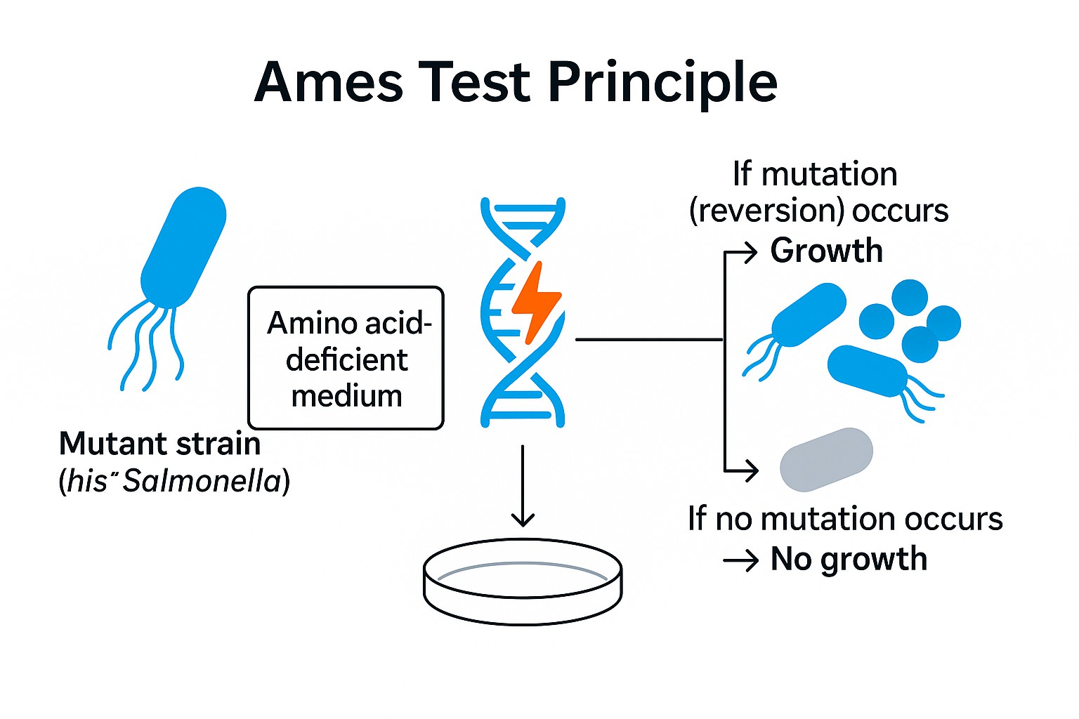Ames Test principle showing Salmonella mutant strains and mutation reversion growth