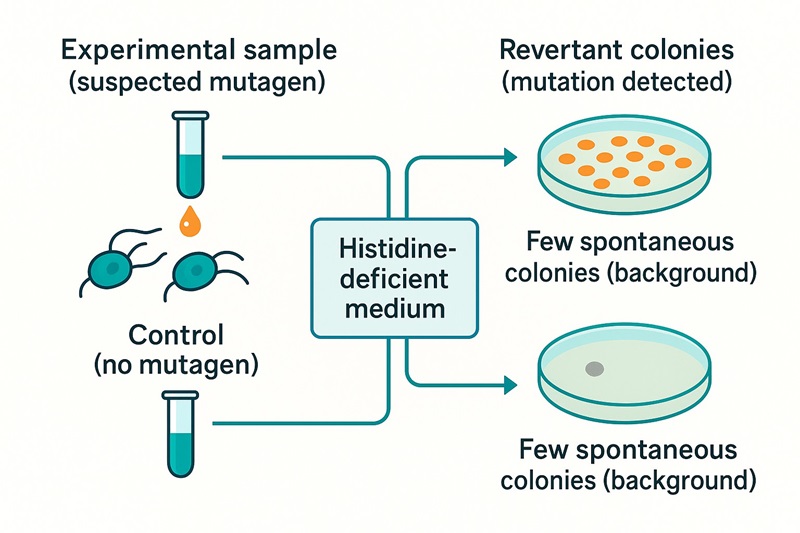 Ames Test workflow diagram with experimental sample, control plate, and revertant colonies