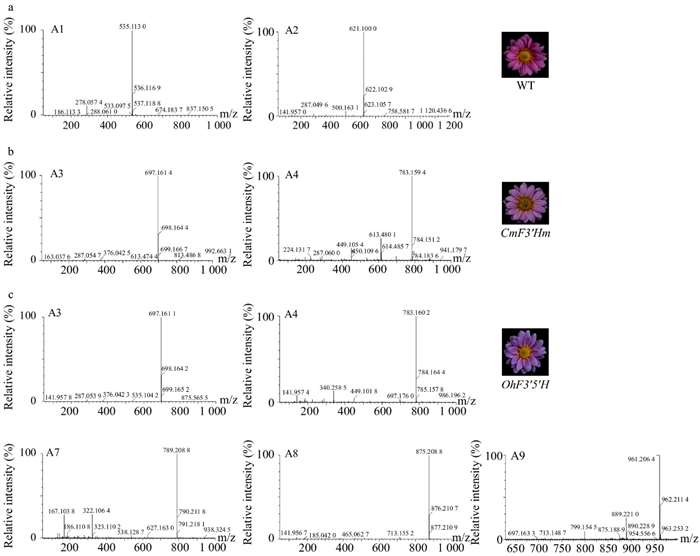 Mass spectrometric analysis results of anthocyanins of transgenic and wild-type chrysanthemums.