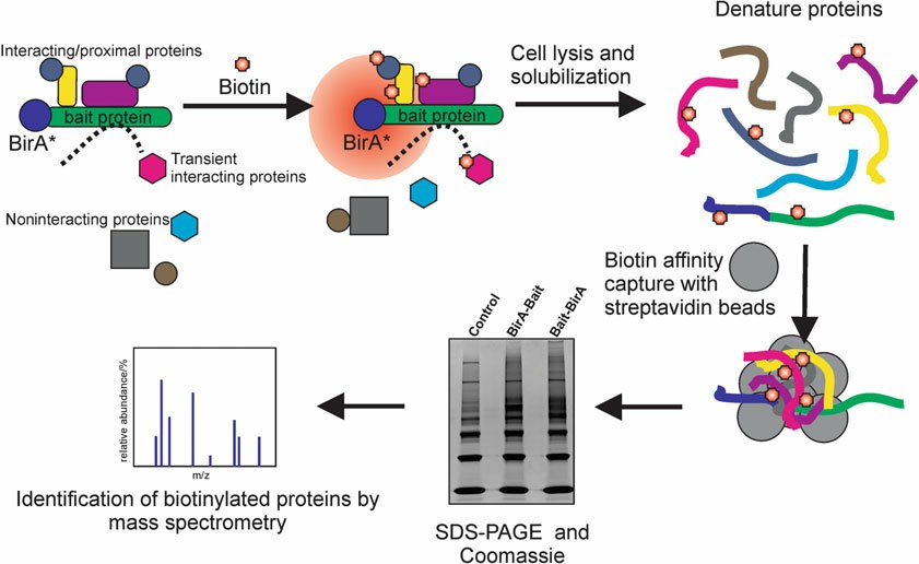 BioID workflow for the identification of direct and proximal protein–protein interactions