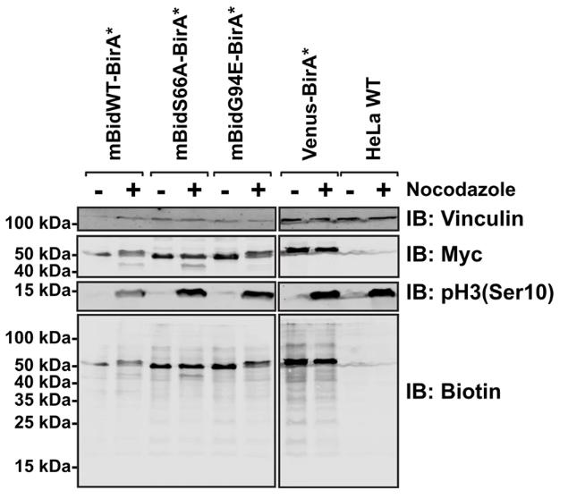 HeLa cells, either wild type or stably expressing mBidWT–BirA*, mBidS66A–BirA*, mBidG94E–BirA* or venus BirA*, were grown with 50 µM biotin for 16 h in the presence (+) or absence (−) of nocodazole.