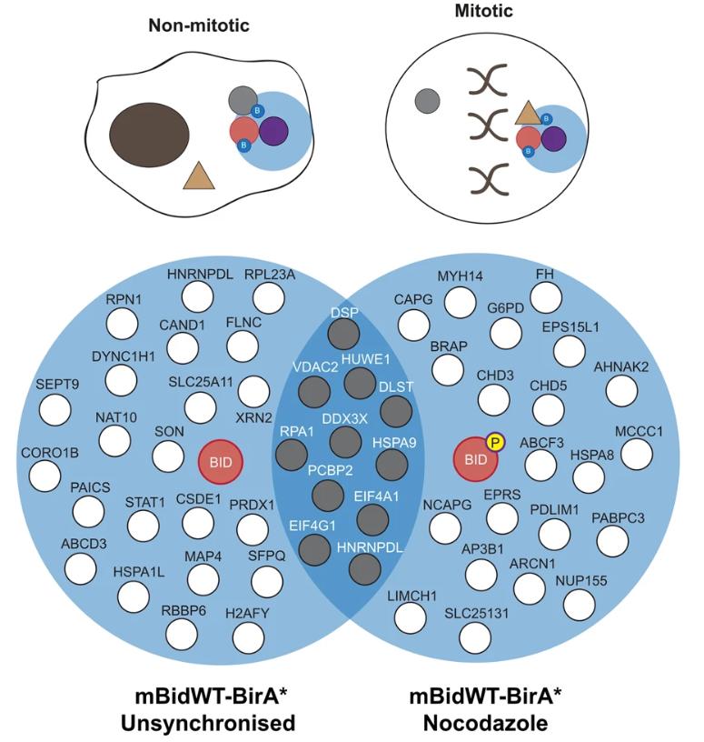 Venn diagram showing proteins identified as enriched by mBidWT–BirA* vs. venus BirA* under unsynchronised and nocodazole-treated conditions.