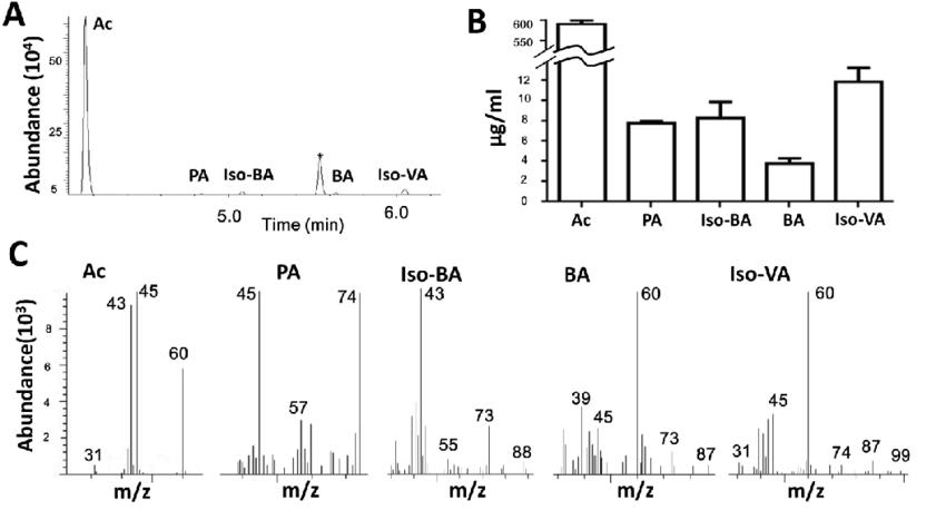 GC-MS chromatogram showing separation of acetic acid, propionic acid, internal standard (2H7-butyric acid), isobutyric acid, butyric acid, and isovaleric acid; SCFA quantification levels in μg/mL; corresponding mass spectra with molecular ion peaks.